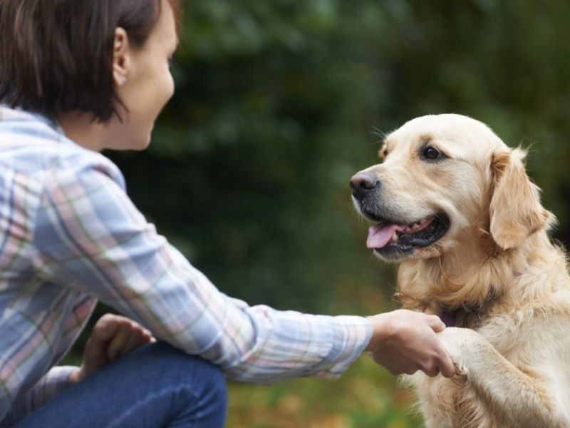 Собаки уміють читати людську міміку і жести і знають про нас майже все